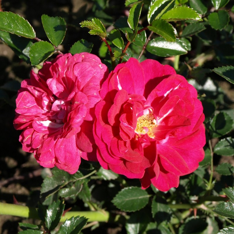 Rose Dorothy Perkins - Buskrose