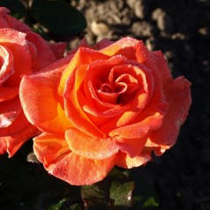 Rose Dronning Ingrid /...