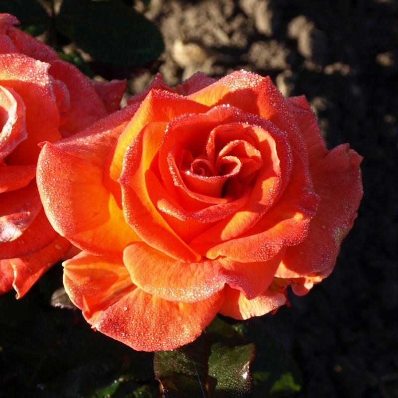 Rose Dronning Ingrid / Storblomstret Rose