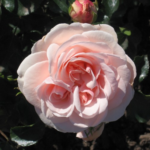 Rose Dronning Margrethe - Palace Rose / Barrods