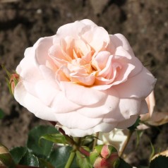 Rose Dronning Margrethe - Palace Rose / Barrods