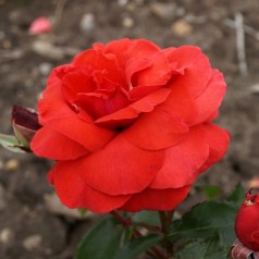 Rose Duftwolke / Storblomstret rose