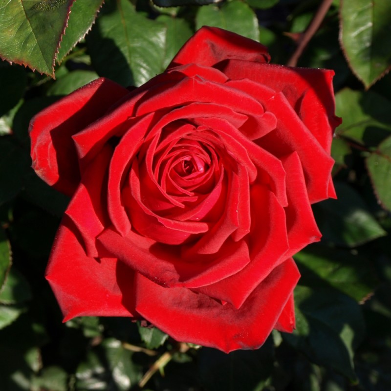 Rose Duftwolke / Storblomstret rose