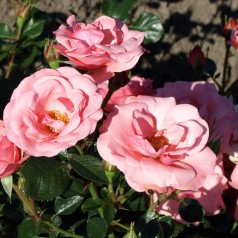 Rose Egeskov - Slotsrose