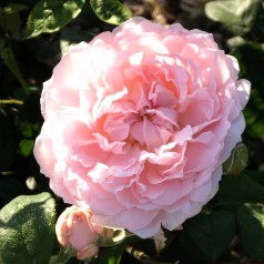 Rose Eglantyne - Engelsk Rose