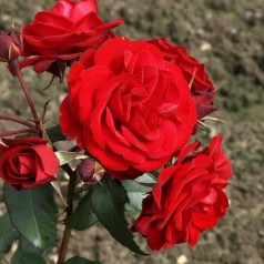 Rose Europeana / Buketrose