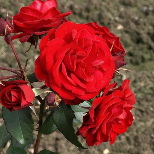 Rose Europeana / Buketrose