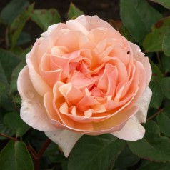 Rose Evelyn / Engelsk Rose