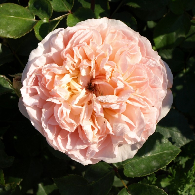 Rose Evelyn / Engelsk Rose