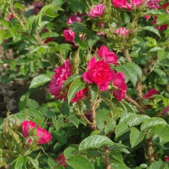 Rose F.J. Grootendorst - Buskrose