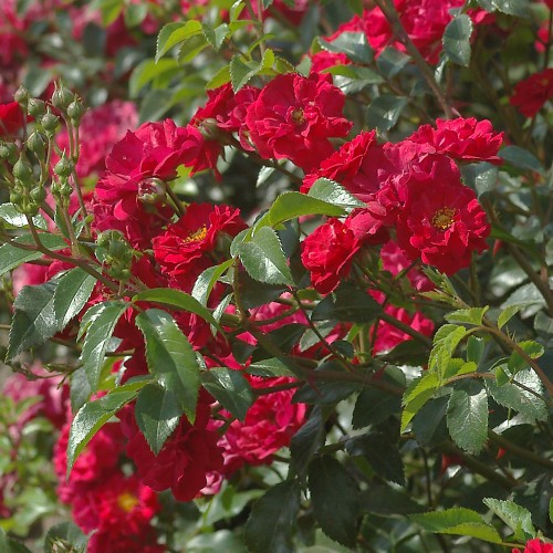 Rose Fairy Dance / Bunddækkende rose