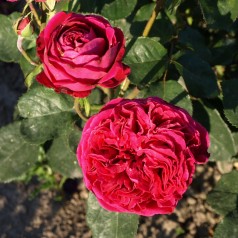 Rose Falstaff - Engelsk Rose