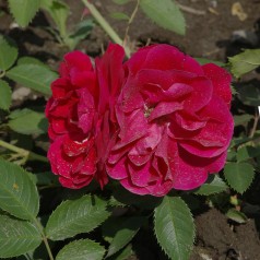 Rose Flammentanz - Slyngrose