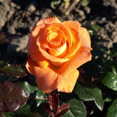 Rose Flora Danica / Storblomstretrose