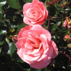 Rose Fredensborg - Slotsrose