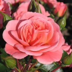 Rose Fredensborg - Slotsrose