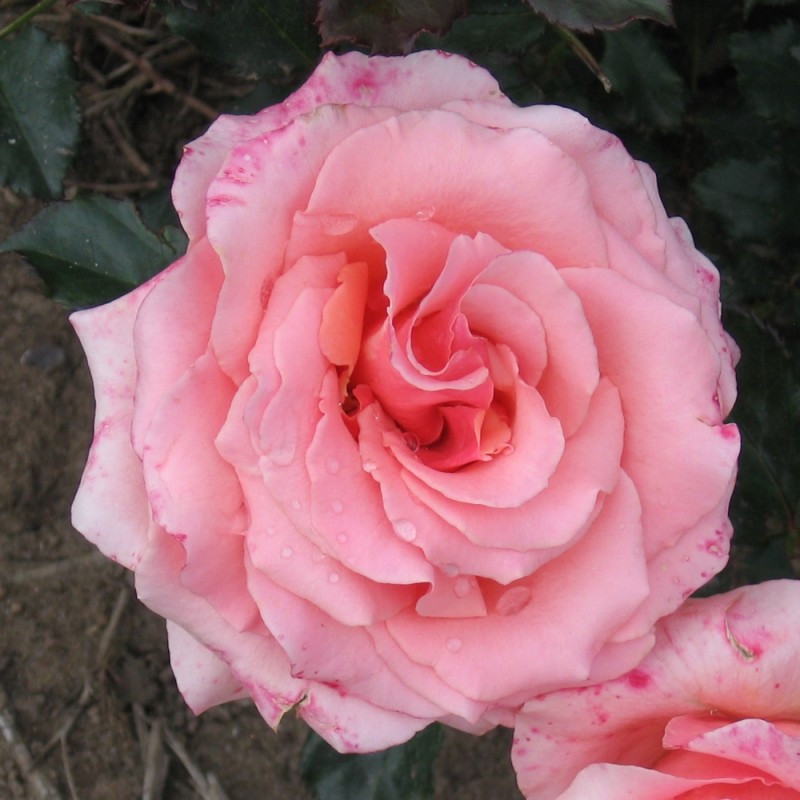 Rose Fredensborg - Slotsrose