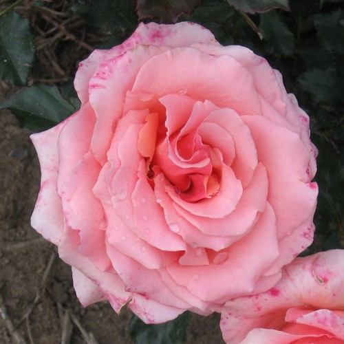 Rose Fredensborg - Slotsrose