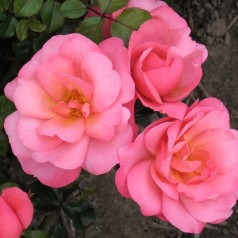 Rose Fredensborg - Slotsrose