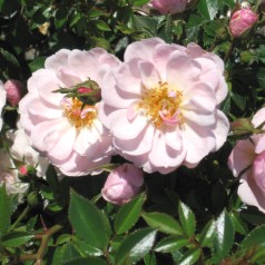 Rose Gentle Cover - Bunddække roser Towne & Country