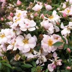 Rose Gentle Cover - Bunddække roser Towne & Country