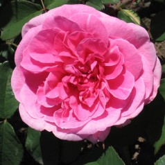 Rose Gertrude Jekyll -...