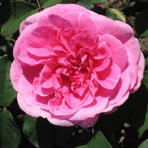 Rose Gertrude Jekyll - Engelsk Rose
