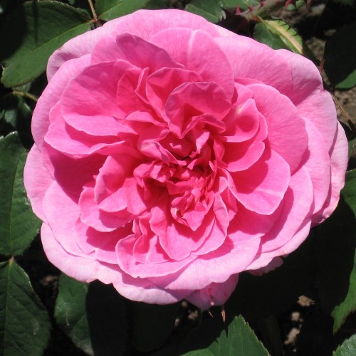 Rose Gertrude Jekyll - Engelsk Rose / Barrods