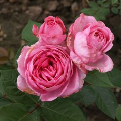 Rose Ghita Renaissance - Renaissance Rose