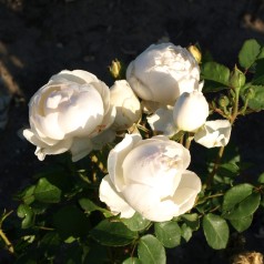 Rose Glamis Castle -...