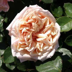 Rose Gloire de Dijon - Busk Rose