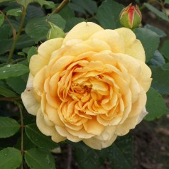 Rose Golden Celebration - Engelsk Rose