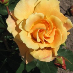 Rose Goldener Olymp - Slyngrose