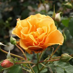 Rose Goldener Olymp -...
