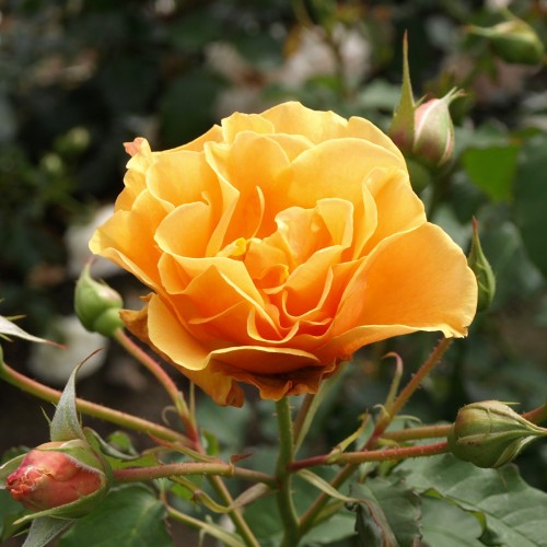 Rose Goldener Olymp - Slyngrose