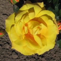 Rose Goldmarie / Buketrose