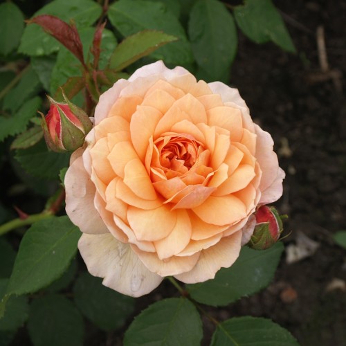 Rose Grace - Engelsk Rose / Barrods