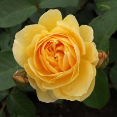 Rose Graham Thomas -...