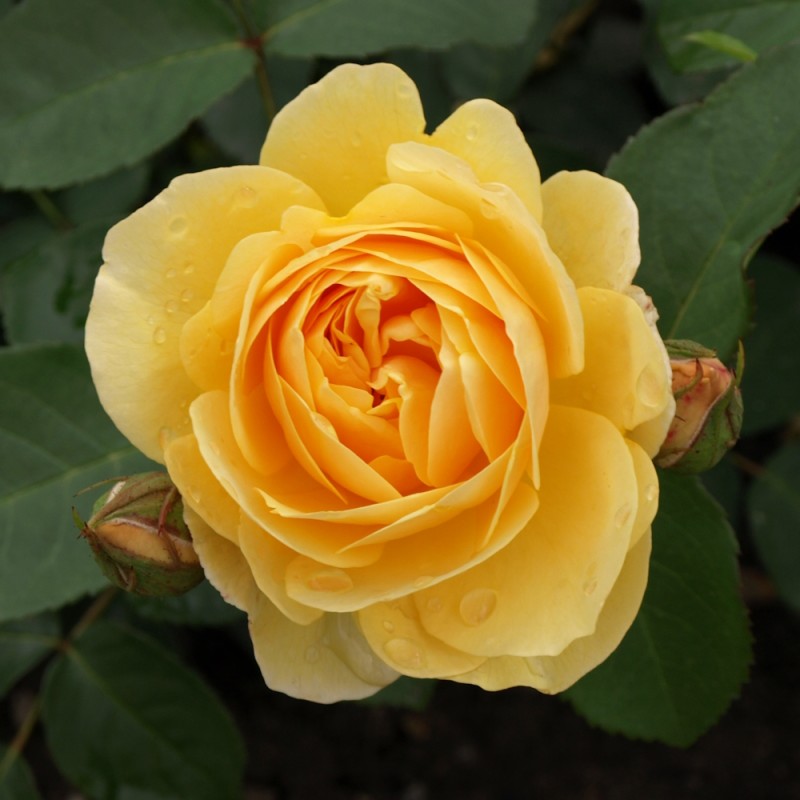 Rose Graham Thomas - Engelsk Rose