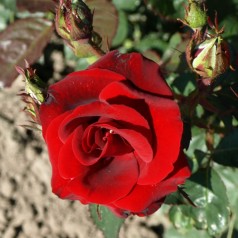 Rose H.C. Andersen - Buketrose