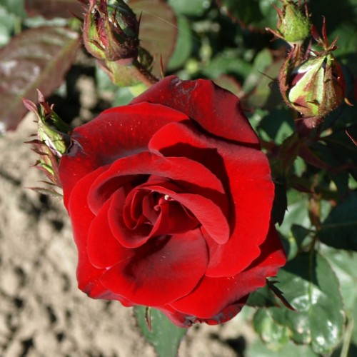 Rose H.C. Andersen - Buketrose