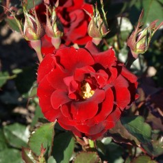 Rose H.C. Andersen - Buketrose