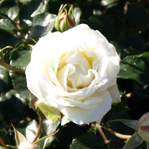 Rose Hampton Palace / Palace Rose