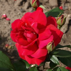 Rose Hanne - Storblomstret / Barrods