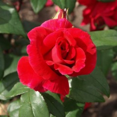 Rose Hanne / Storblomstret