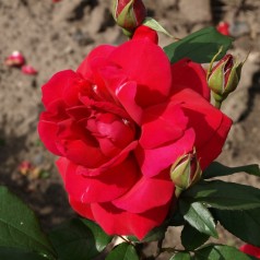 Rose Hanne / Storblomstret