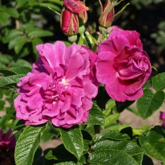 Rose Hansa - Buskrose