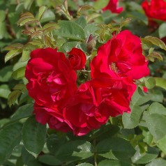 Rose Hansaland - Buskrose