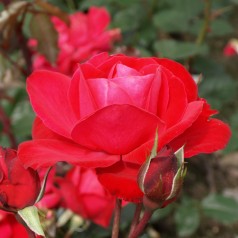 Rose Heidelberg - Slyngrose