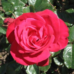 Rose Heidelberg - Slyngrose